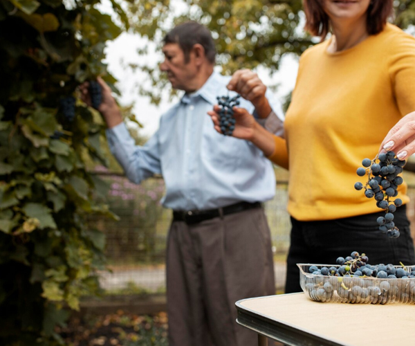 Winery & Vineyard Insurance